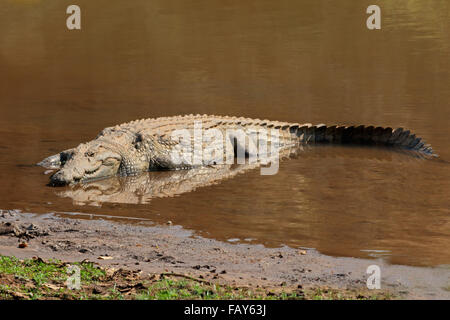 Un coccodrillo del Nilo (Crocodylus niloticus) crogiolarsi in acque poco profonde, Kruger National Park, Sud Africa Foto Stock