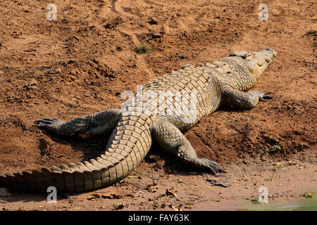 Un coccodrillo del Nilo (Crocodylus niloticus) basking, Kruger National Park, Sud Africa Foto Stock