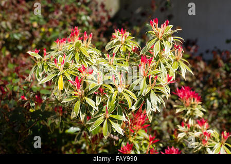 Sarcococca Flaming argento con nuove foglie rosse in primavera Foto Stock