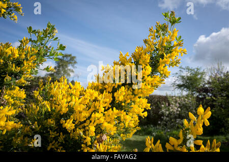 Genista Porlock in piena fioritura in primavera Foto Stock