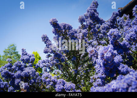 Ceanothus Dark Star nel pieno fiore Foto Stock