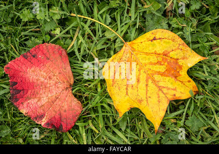 Pagina sulla destra è di un tulipano Tree (l'uno sulla sinistra è creduto di essere vitis ornamentali) Foto Stock