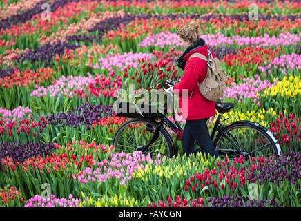 Paesi Bassi, Amsterdam, avviare tulip stagione a Piazza Dam. Le persone possono scegliere i tulipani gratuitamente. National Tulip giorno. Ragazza bicicletta Foto Stock