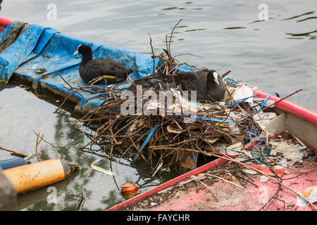 Paesi Bassi, Amsterdam, folaghe sul nido nel canale nel centro della città su sunken barca a remi Foto Stock
