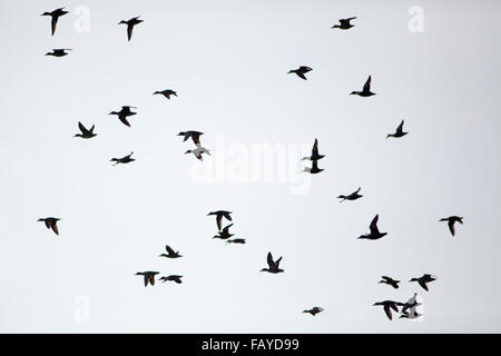 Eurasian o European Green-winged Teal Anas crecca configurazione di volo dopo il turbamento poi ri-raggruppamento. Calthorpe ampia, Norfolk. Foto Stock