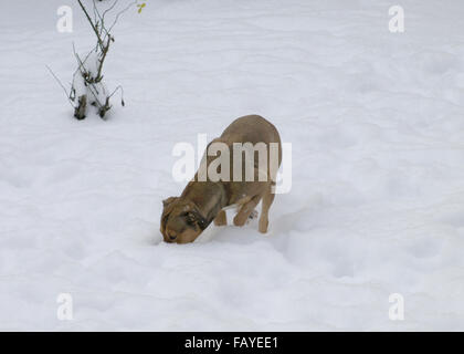 Cane a giocare nella neve Foto Stock