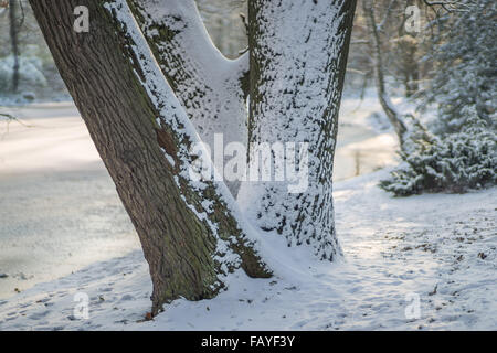 Tre vecchi alberi di quercia ricoperti di neve Quercus robur Foto Stock