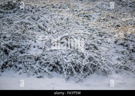 Cotoneaster arbusti ricoperti di neve Foto Stock