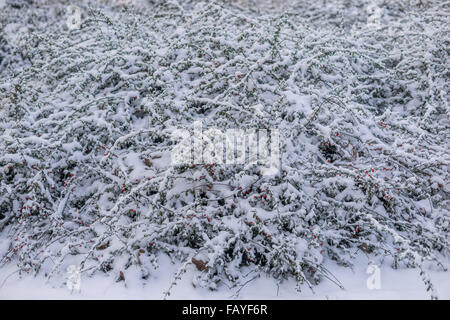 Cotoneaster arbusti ricoperti di neve Foto Stock