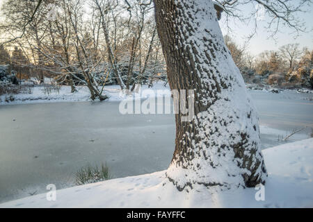 Paesaggio invernale Parco Szczytnicki Breslavia bassa Polonia Foto Stock