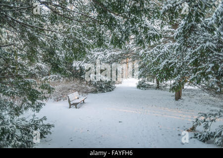 Silent park Lane foderato con yew alberi dopo la nevicata Foto Stock