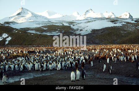 Sunrise sulla Piana di Salisbury in Isola Georgia del Sud rivela una sorprendente vista--letteralmente centinaia di migliaia di pinguini re Foto Stock