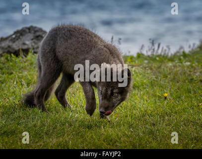Ritratto di volpe artica, Alopex lagopus, Islanda Foto Stock