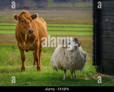 Giovane vacca e pecora sono libere di spostarsi e di pascolare su erba, Hraunsnef Farm, Nordurardalur Valley, Islanda Foto Stock