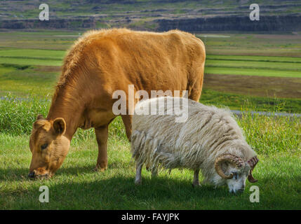 Giovane vacca e pecora sono libere di spostarsi e di pascolare su erba, Hraunsnef Farm, Nordurardalur Valley, Islanda Foto Stock