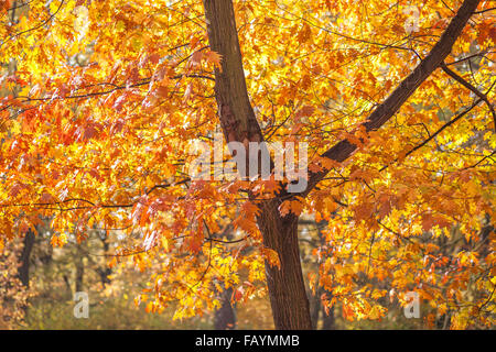 Sole Rosso dorato quercia in autunno Quercus rubra Foto Stock