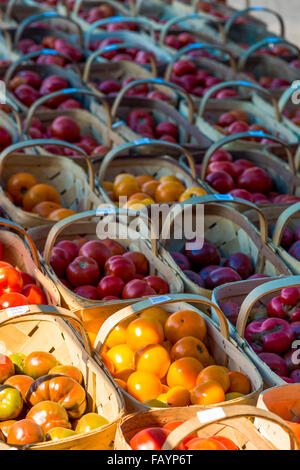 Fattoria di pomodori freschi Foto Stock