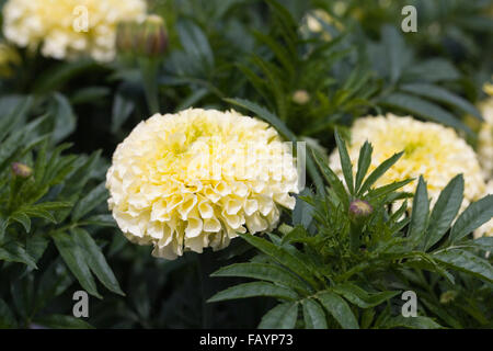 Tagetes erecta. Tagete africano che cresce in giardino. Foto Stock