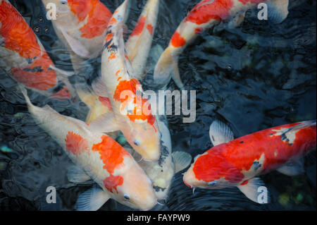 Giapponese di carpe Koi in un stagno di giardino Rikugien Tokyo Giappone Foto Stock