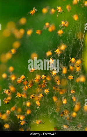 Un Nido di minuscoli giallo e nero baby ragni in un giardino inglese. Foto Stock