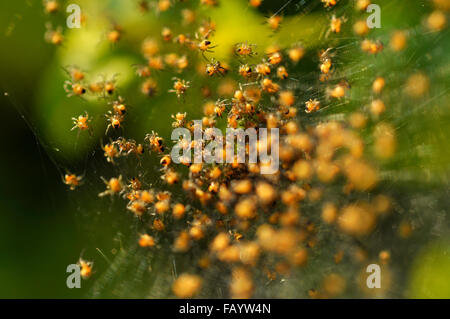 Un Nido di minuscoli giallo e nero baby ragni in un giardino inglese. Foto Stock