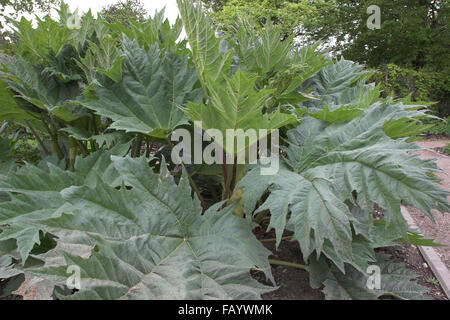 Rabarbaro cinese, Rhubarbe, Rhabarber, Arzneirhabarber, Chinesischer Rhabarber, Rheum palmatum Foto Stock