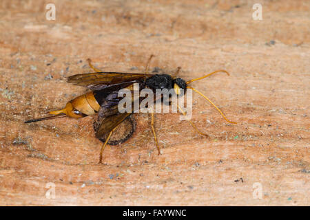 Woodwasp gigante, nastrati Horntail, maggiore Horntail, femmina, Riesen-Holzwespe, Riesenholzwespe, Holzwespe, Weib, Urocerus gigas Foto Stock