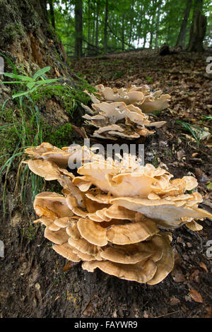 Polypore gigante, nero-colorazione polypore, giant polypore fungo Riesenporling, Riesen-Porling, Totholz, Meripilus giganteus Foto Stock