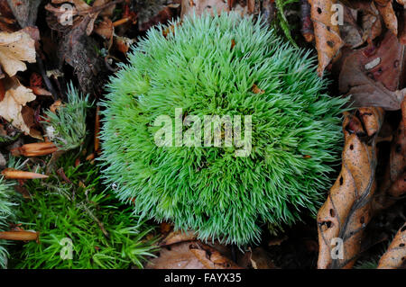 Il cuscino di muschio bianco o forcella moss. New Forest, Hampshire, Regno Unito Settembre 2015 Foto Stock