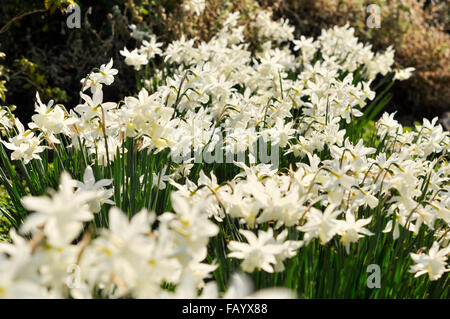 Una massa di bella bianco Narciso " Thalia' nel sole primaverile. Foto Stock