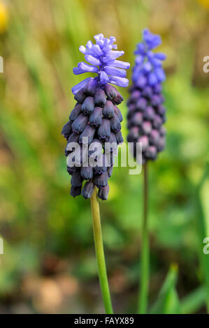 Muscari latifolium. Un piccola molla fioritura lampadina con due tonalità di fiori blu. Foto Stock