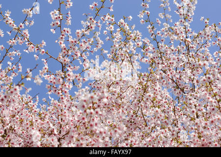 Rosa pallido fiore di ciliegio contro un chiaro molla blu cielo. Prunus kojo no mai. Foto Stock