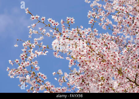 Rosa pallido fiore di ciliegio contro un chiaro molla blu cielo. Prunus kojo no mai. Foto Stock