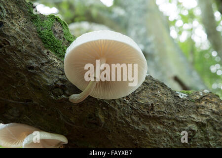 Oudemansiella mucida porcellana funghi che crescono su di un albero di faggio Foto Stock