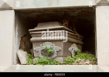 Bara di legno nella cripta aperta ricoperta da erbacce nel cimitero di Recoleta, Buenos Aires, Argentina. Foto Stock