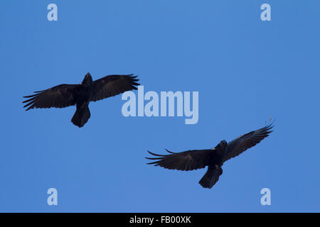 Due corvi comune / nord del corvo imperiale (Corvus corax) in volo contro il cielo blu Foto Stock