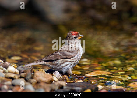 Comune (redpoll Acanthis flammea / Carduelis flammea), femmina acqua potabile da stream Foto Stock