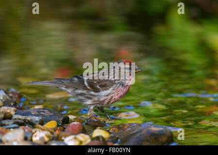 Comune (redpoll Acanthis flammea / Carduelis flammea), maschio acqua potabile da stream Foto Stock