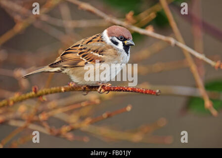 Eurasian tree sparrow appollaiate su un ramoscello Foto Stock
