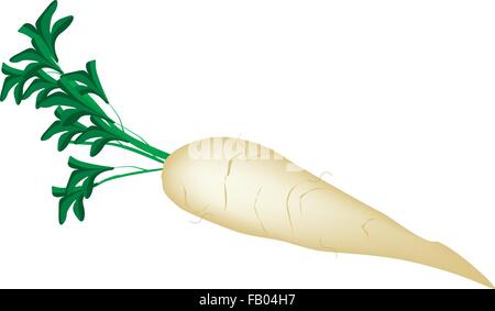 Vegetali, illustrazione vettoriale di bianco fresco o rafano Daikon ravanello isolati su sfondo bianco Illustrazione Vettoriale