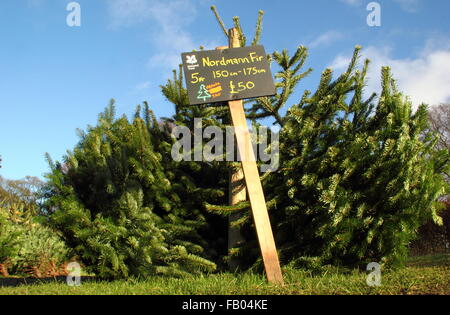 Nordmann abete alberi di Natale in vendita presso la Longshaw station wagon, parco nazionale di Peak District DERBYSHIRE REGNO UNITO. Foto Stock