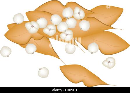 Vegetali e le erbe, illustrazione vettoriale di foglie secche e baccello di cardamomo bianco o di cardamomo Siamese utilizzati per la stagionatura in Coo Illustrazione Vettoriale