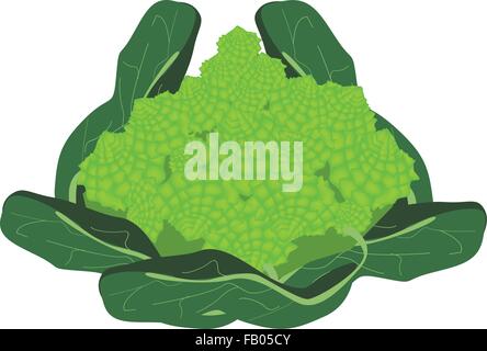 Vegetali, illustrazione vettoriale di freschi e deliziosi verde Romanesco Cavolo broccoli, Fractal Cavolo broccolo Romanesco o Cauliflow Romano Illustrazione Vettoriale