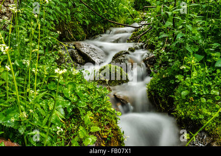 Un piccolo ruscello tagli attraverso la spazzola spessa in Colorado Montagne come essa varia con la fusione della neve Foto Stock