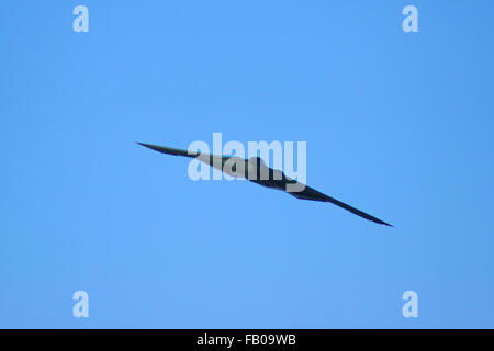 Jet B-2 bombardiere Stealth sorvolano il torneo 2016 di Rose Parade di Pasadena, in California il giorno di nuovi anni Foto Stock