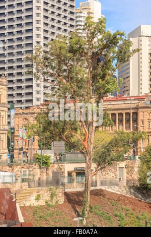 Da Ponte Victoria guardando Eucalipto vicino a Elizabeth Street, CBD di Brisbane Queensland Australia Oceania Foto Stock