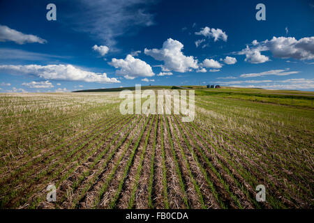 Recentemente raccolte campo di grano sulle grandi pianure di Alberta, Canada. Foto Stock