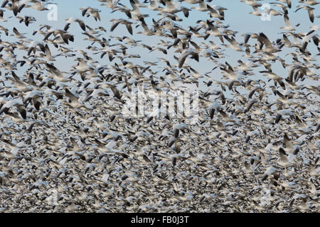 Fiocchi di neve di oca isola Westham, Vancouver BC,Canada Foto Stock