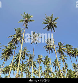 Pila di palma da cocco con lo sfondo del cielo Foto Stock