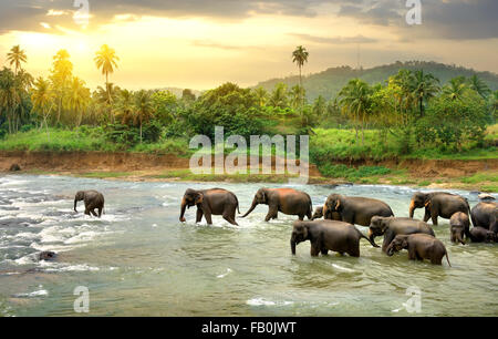 Branco di elefanti camminare in un fiume nella giungla Foto Stock